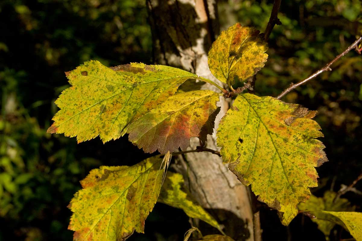 Image of Crataegus sanguinea specimen.