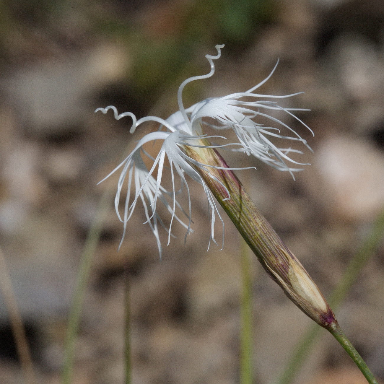 Image of Dianthus kuschakewiczii specimen.