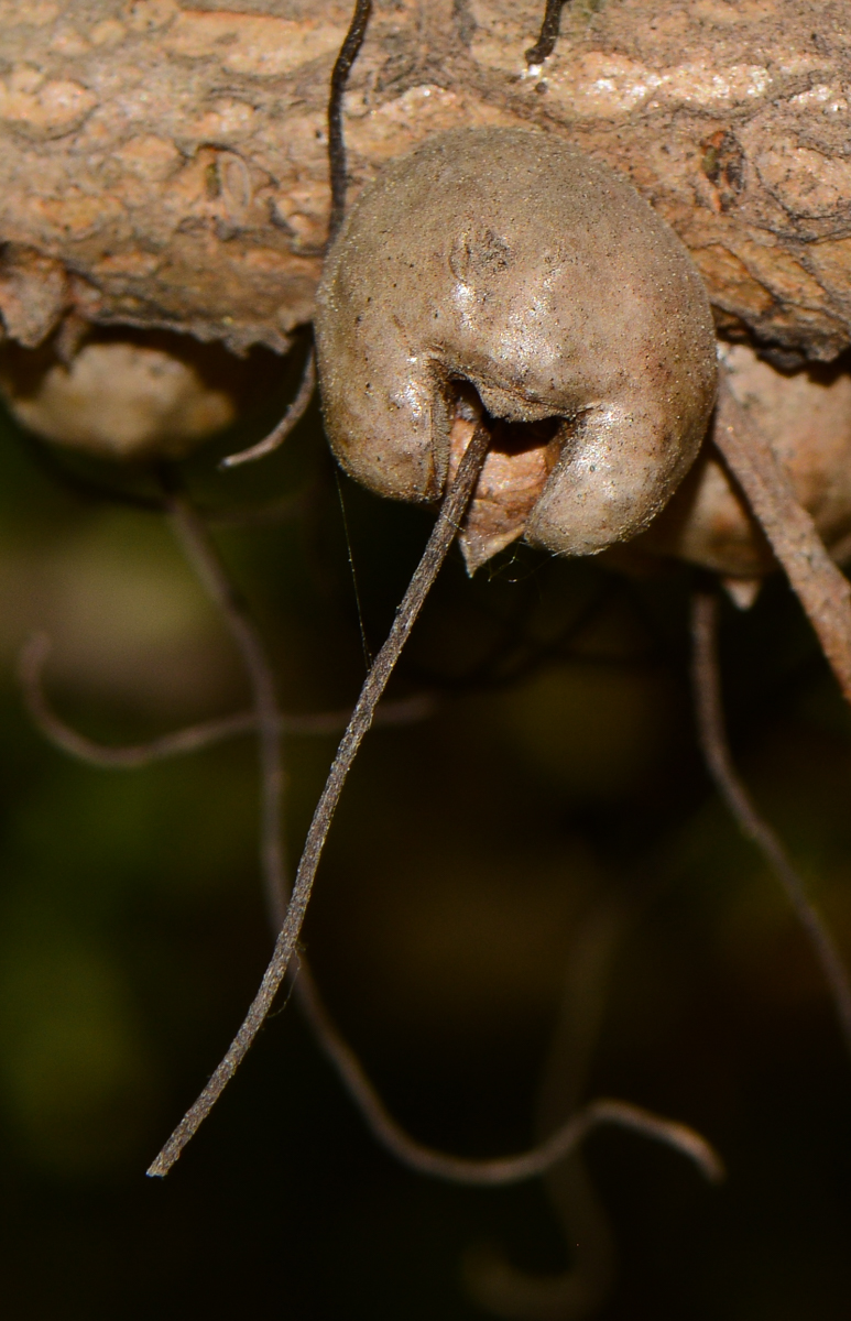 Image of Calothamnus quadrifidus specimen.