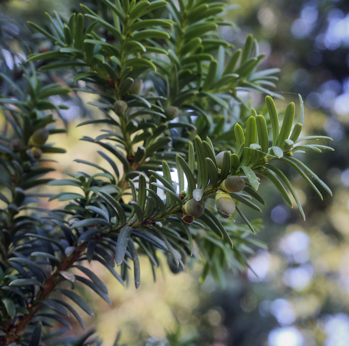 Изображение особи Taxus baccata.