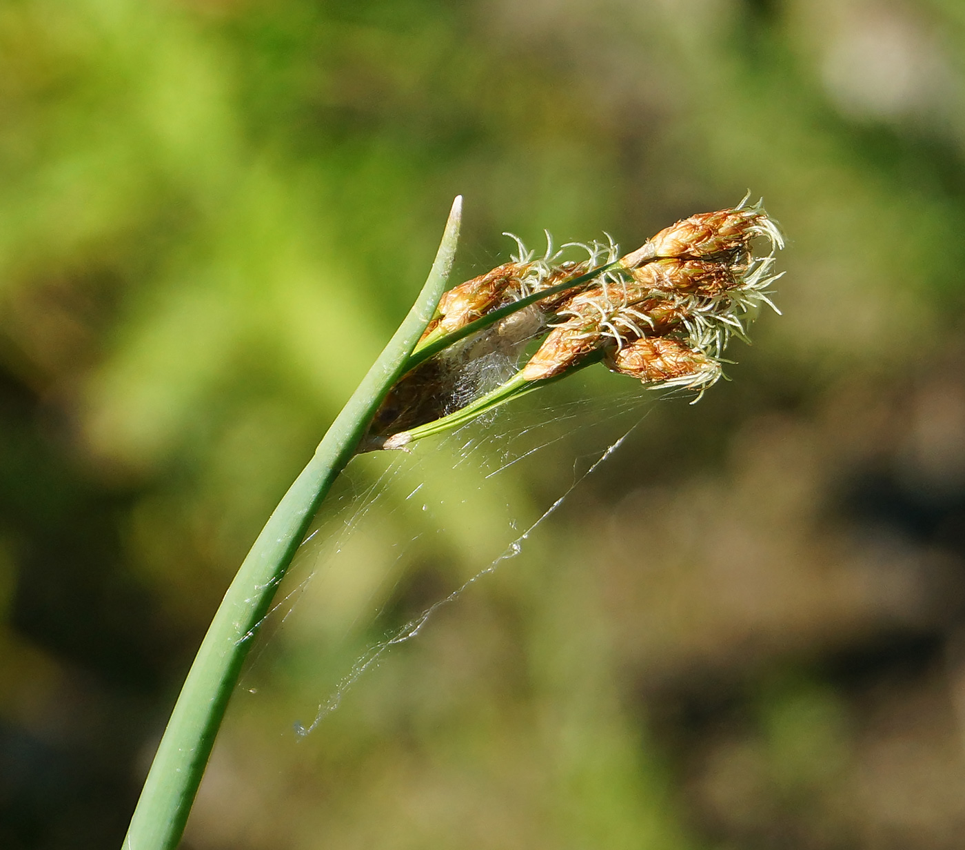 Image of Schoenoplectus lacustris specimen.