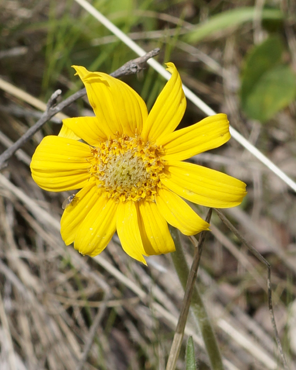 Image of Arnica intermedia specimen.