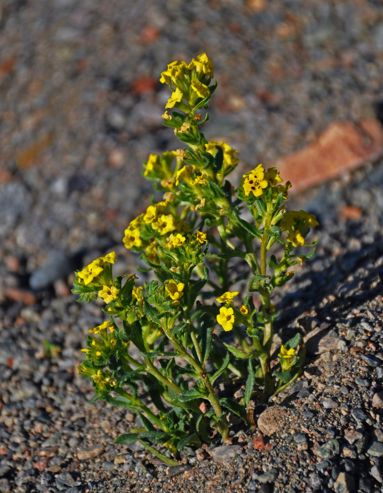 Image of Arnebia guttata specimen.