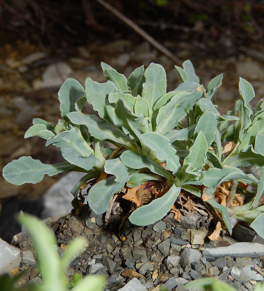 Image of Oberna crispata specimen.