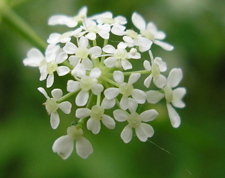 Image of Anthriscus sylvestris specimen.