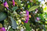 Lagunaria patersonia. Верхушка побега с цветком и завязавшимися плодами. Израиль, г. Бат-Ям, в озеленении. 13.05.2018.