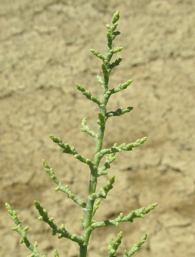 Изображение особи Kalidium foliatum.