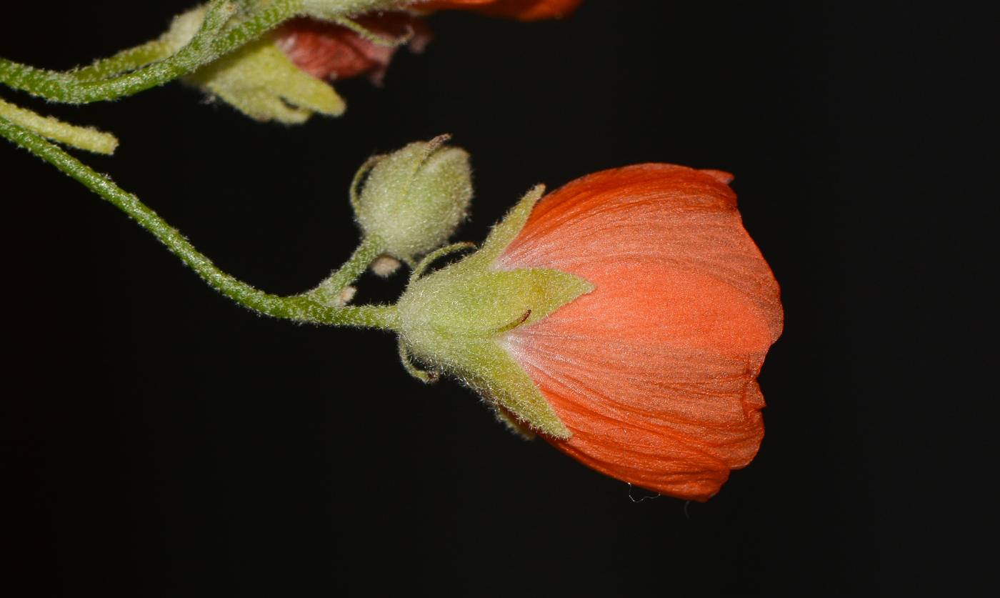 Image of Sphaeralcea grossulariifolia specimen.