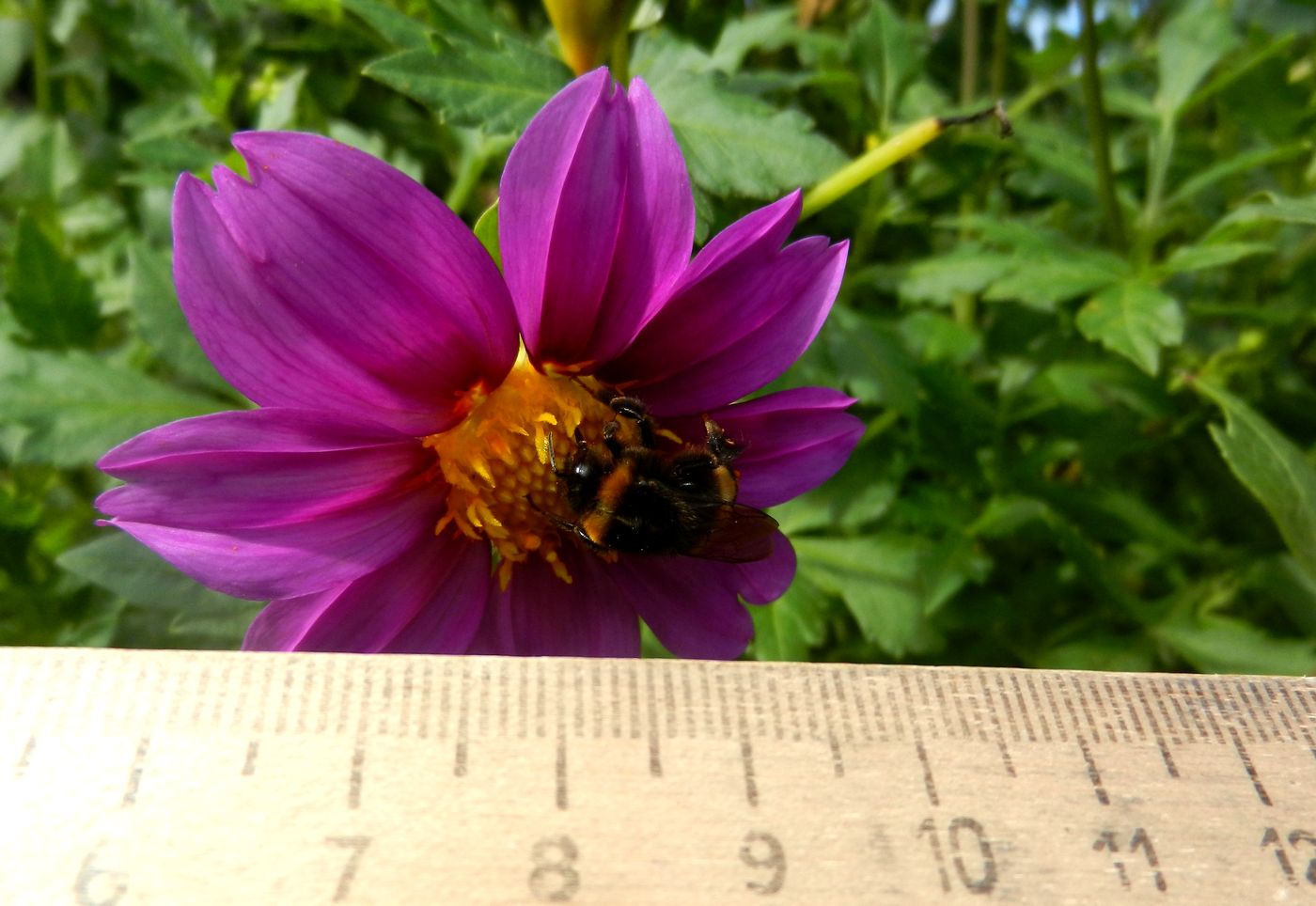 Image of Dahlia sherffii specimen.