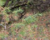Juniperus oblonga. Ветвь. Грузия, Боржоми-Харагаульский национальный парк, долина руч. Квабисхеви, ≈ 1150 м н.у.м, край луга. 09.10.2018.