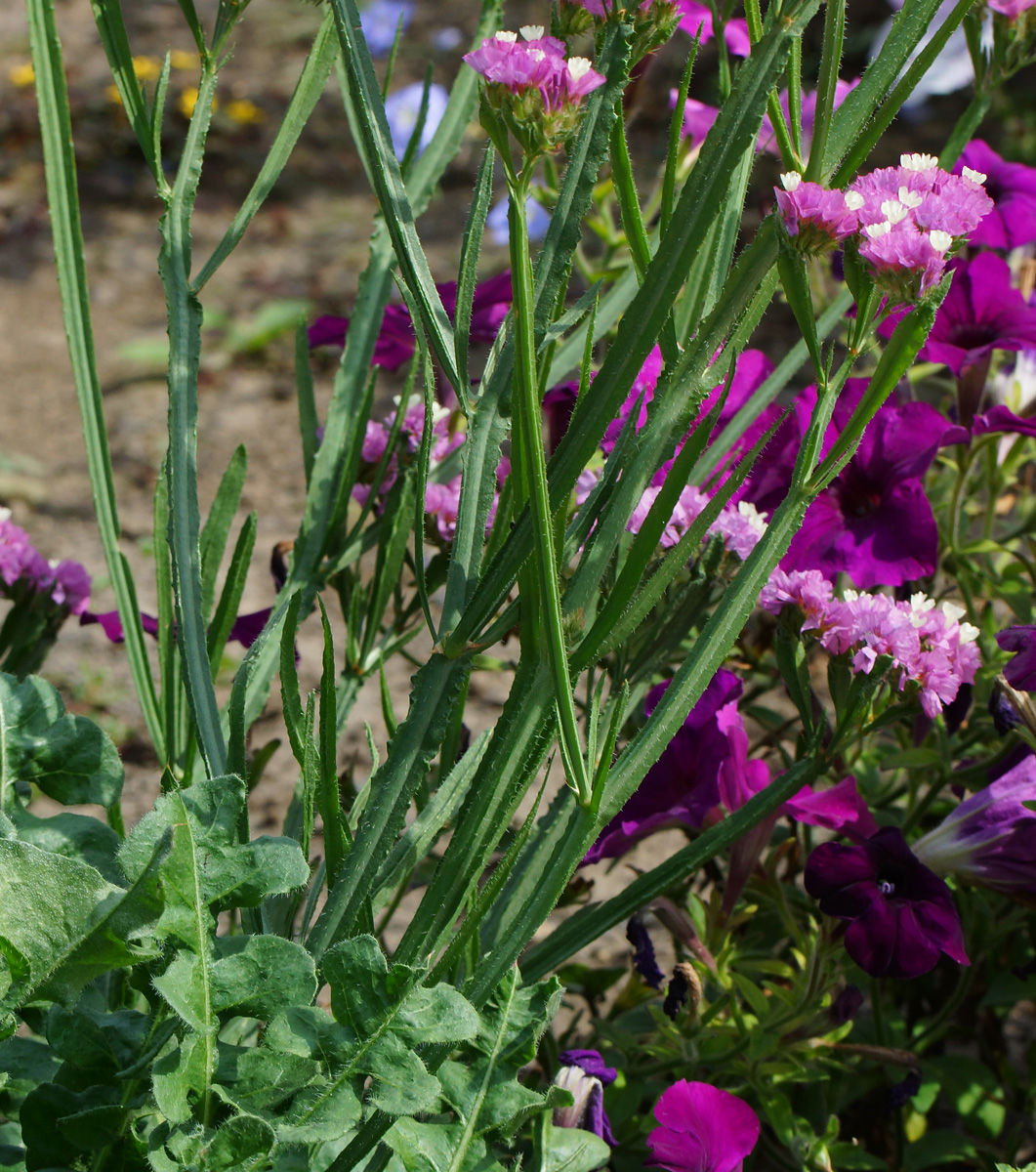 Image of Limonium sinuatum specimen.