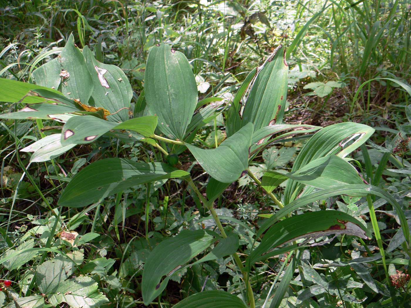 Image of Polygonatum odoratum specimen.