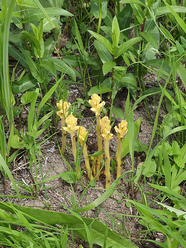 Image of Orobanche flava specimen.