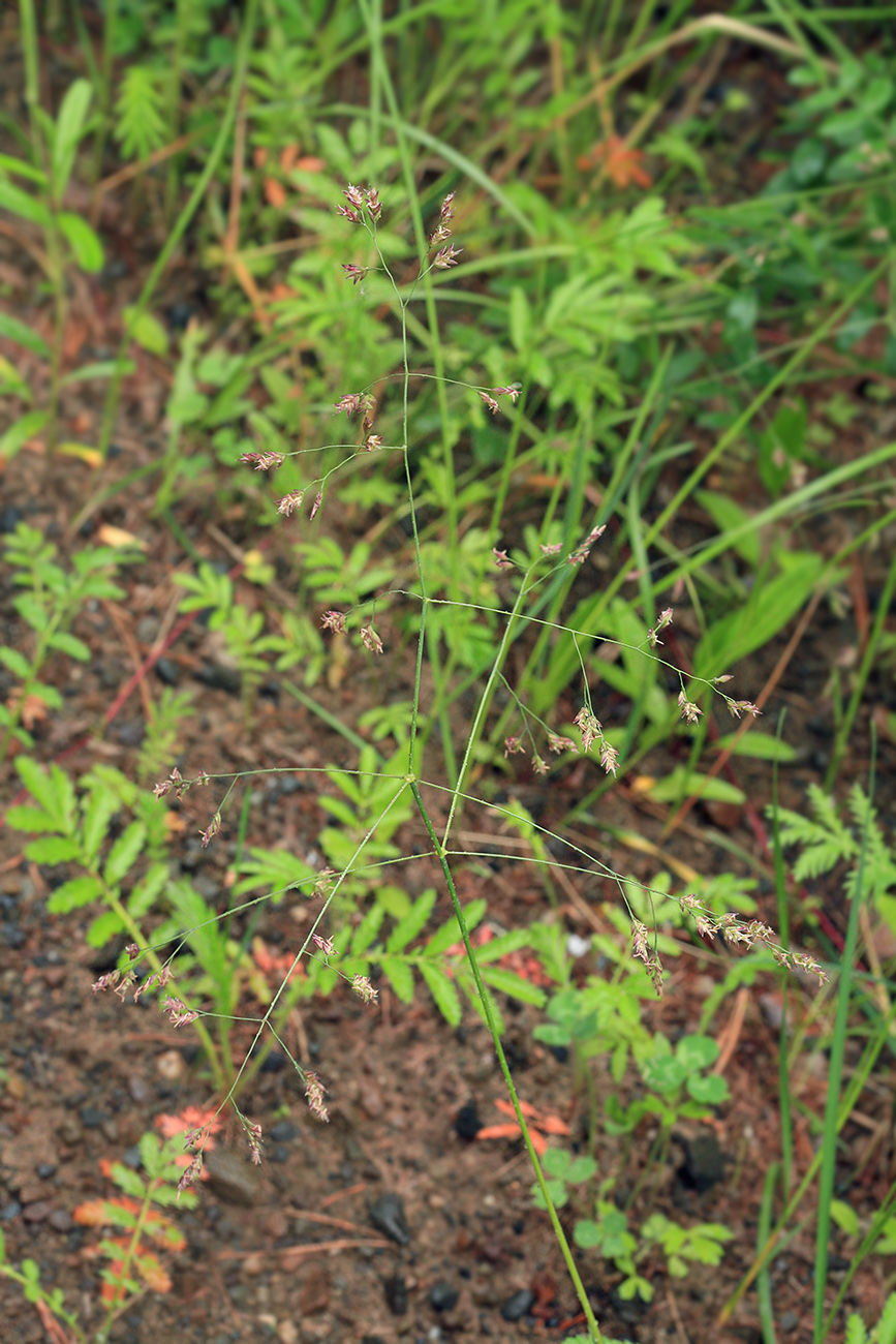 Image of Arctopoa subfastigiata specimen.