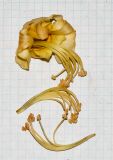 Durio zibethinus. Опавший цветок и тычинки. Танзания, автономия Занзибар, о-в Унгуджа, Urban West Region, ферма специй \"Tangavizi\". 27.10.2018.