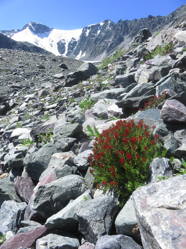 Image of Rhodiola quadrifida specimen.