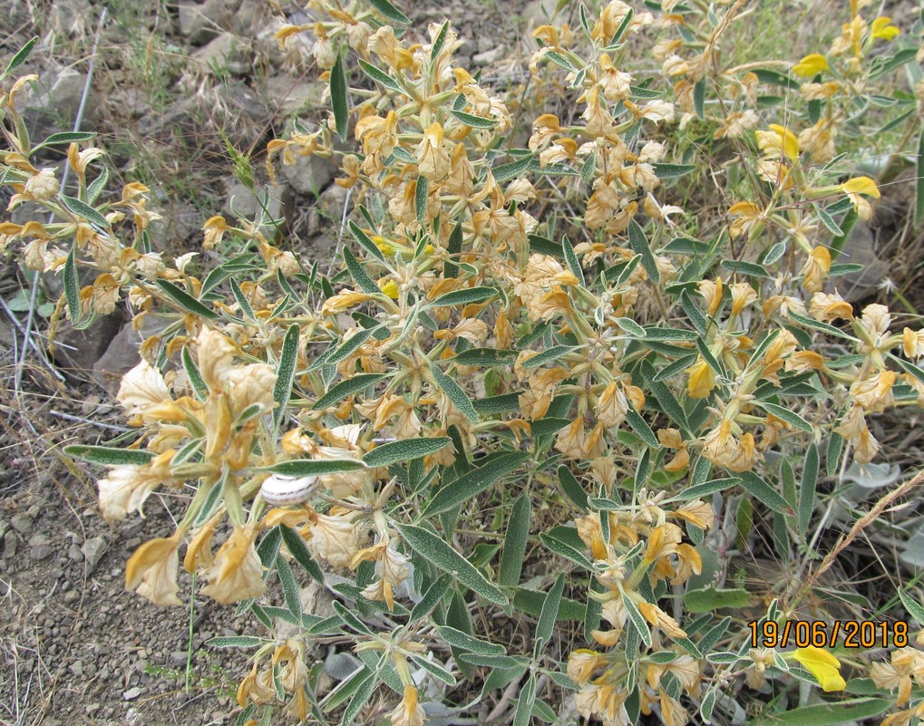 Image of Phlomis orientalis specimen.