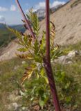 Chaerophyllum aureum. Верхняя часть стебля с листьями. Адыгея, Кавказский биосферный заповедник, южный скалистый склон горы Оштен, исток р. Мутный Тепляк, субальпийский пояс, ≈ 2100 м н.у.м., среди камней. 30.08.2015.