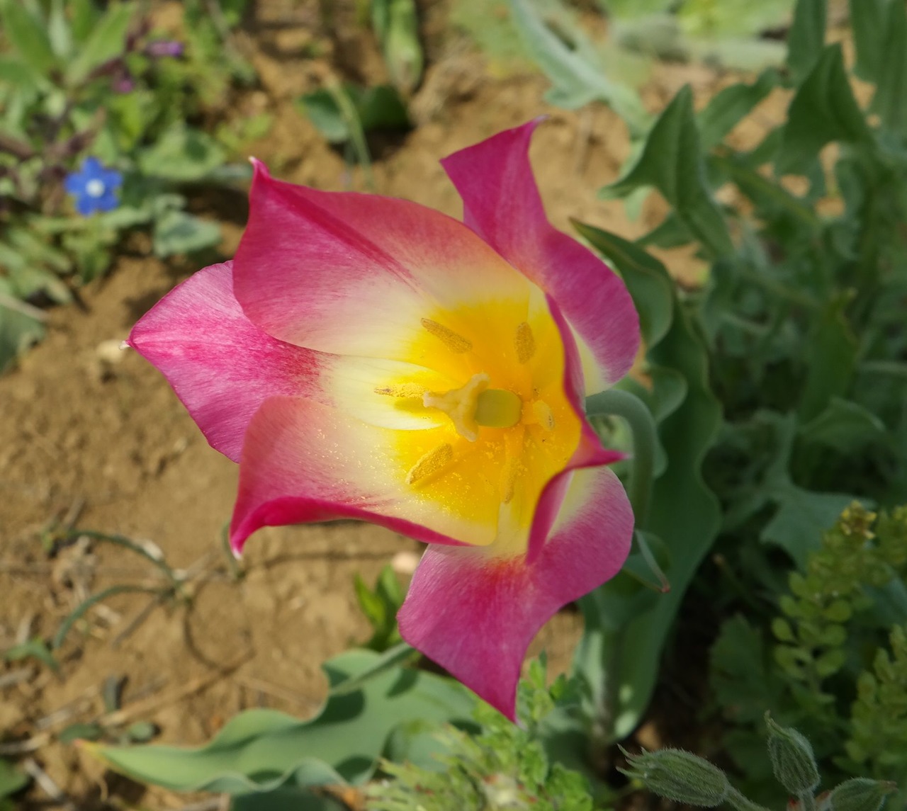 Image of Tulipa suaveolens specimen.