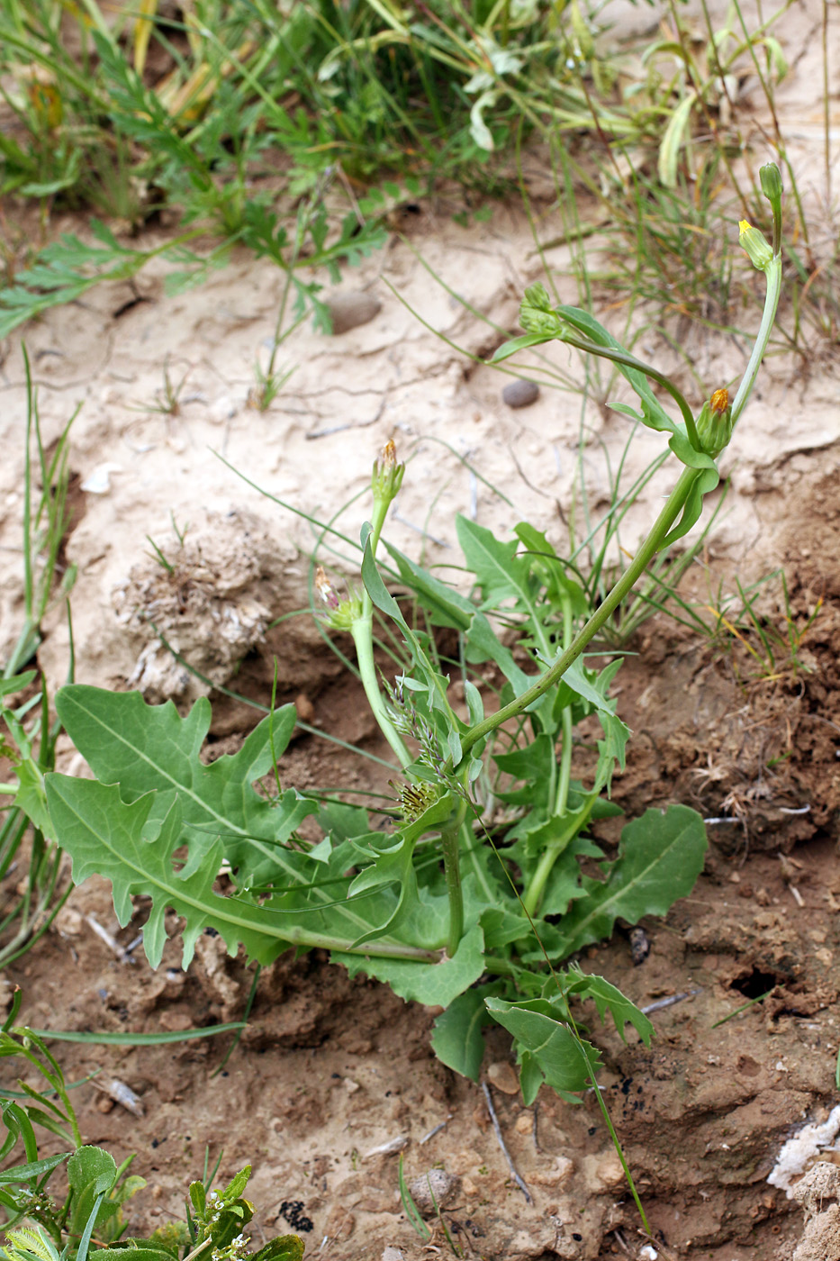 Изображение особи Heteracia szovitsii.