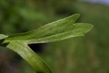 Ranunculus arvensis var. tuberculatus