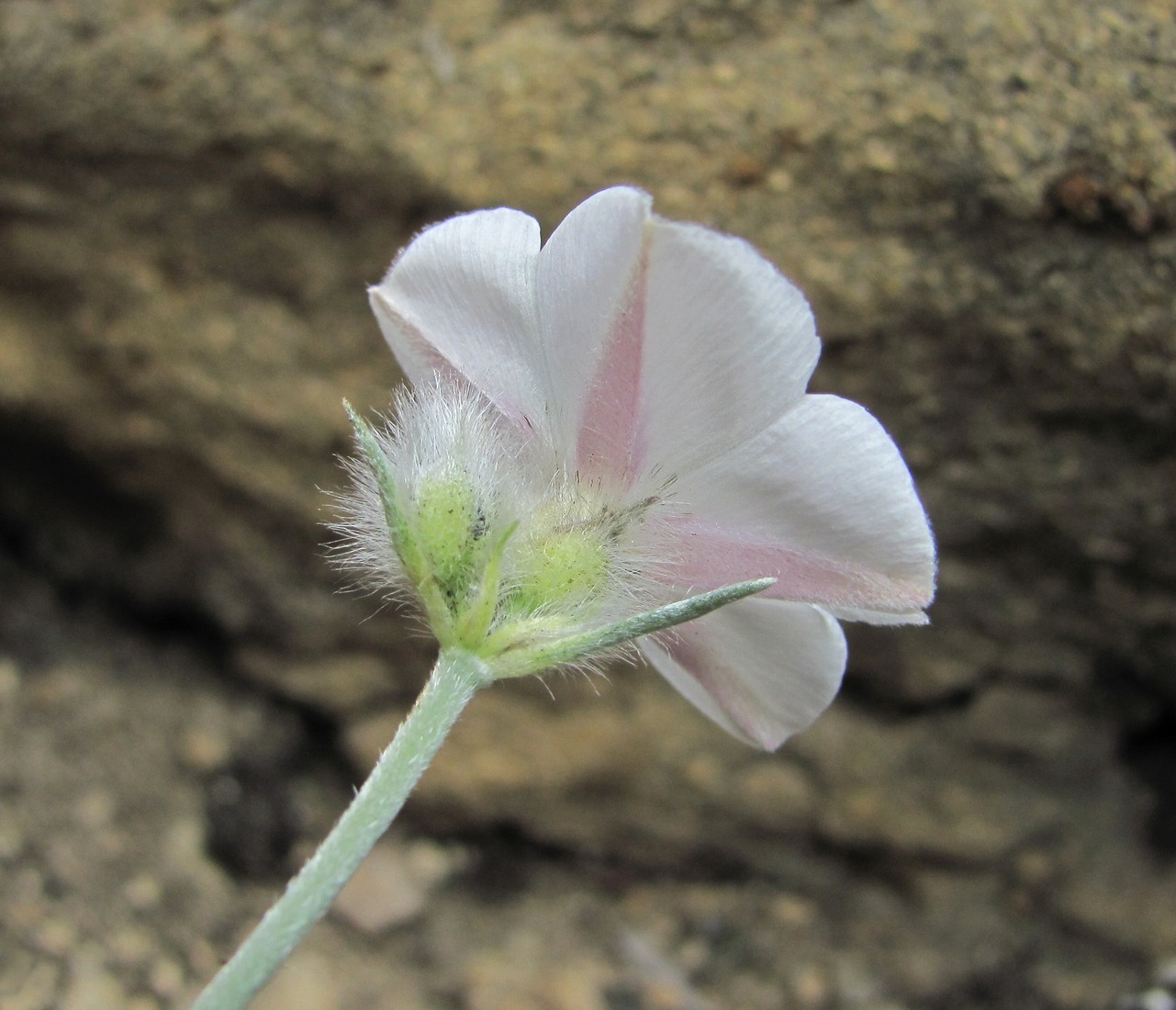 Image of Convolvulus ruprechtii specimen.