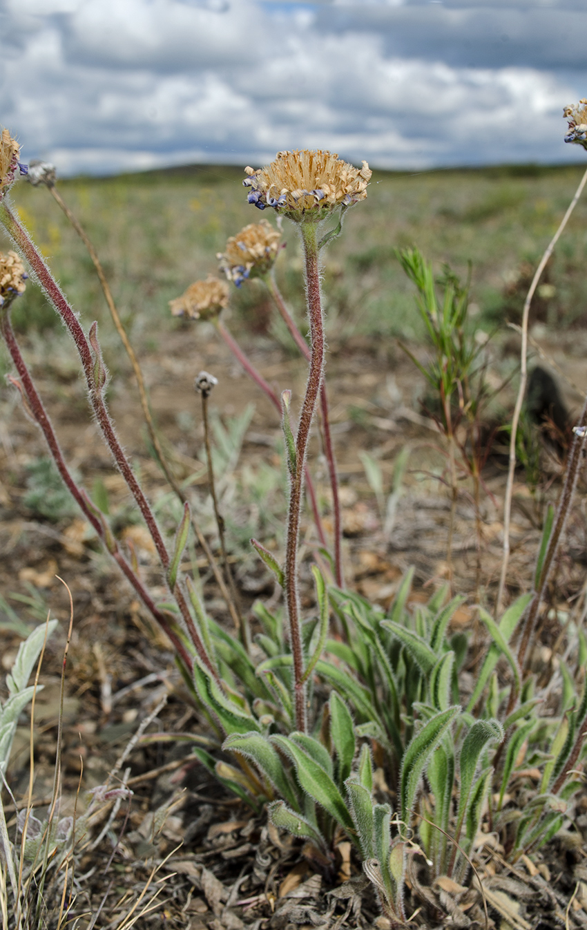 Изображение особи Aster serpentimontanus.