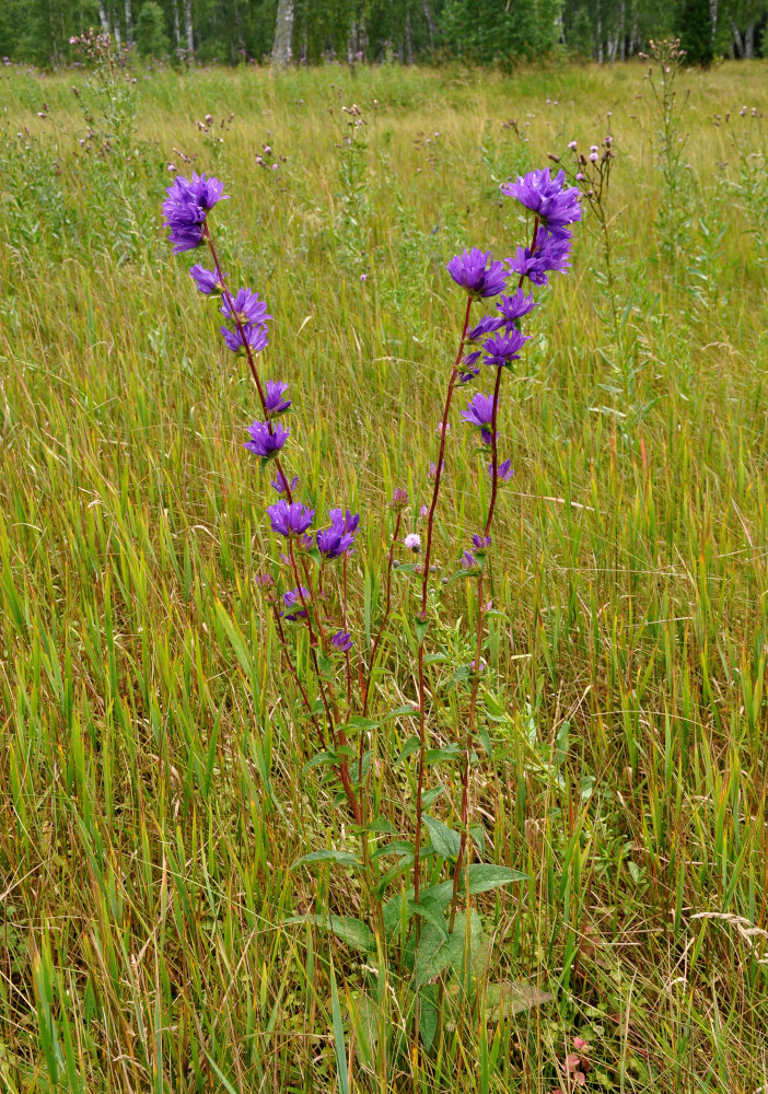 Image of Campanula glomerata specimen.