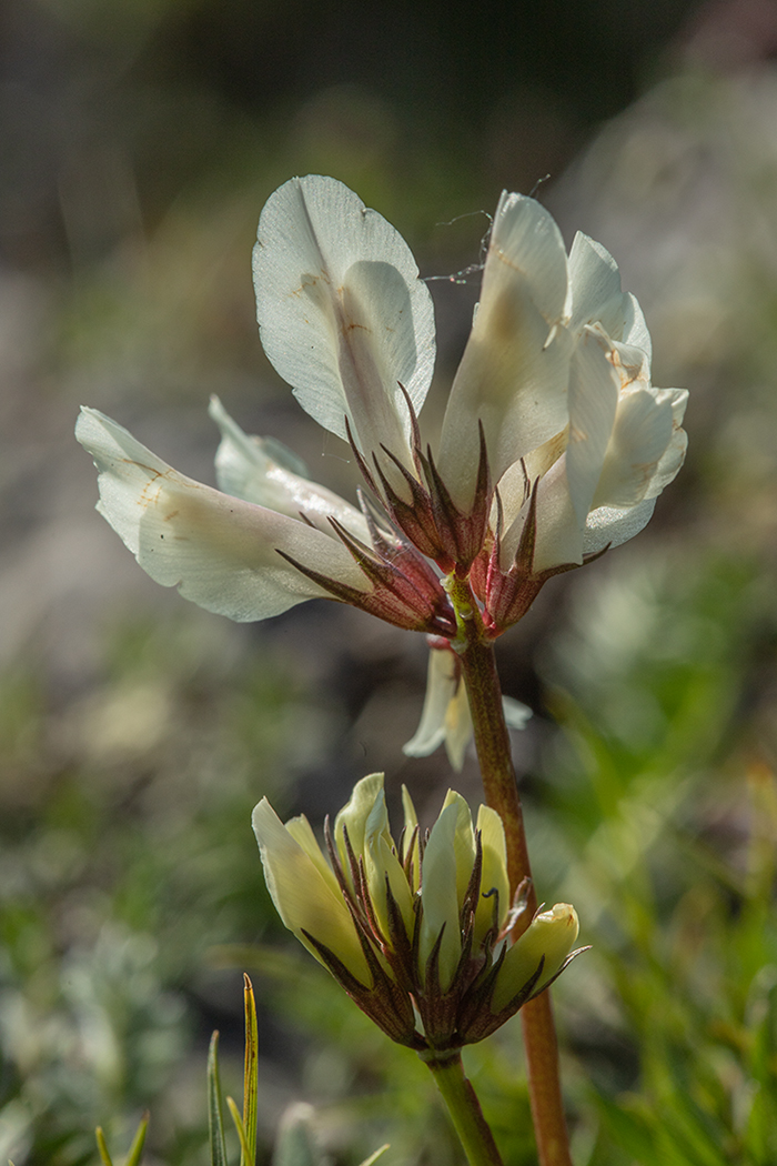 Image of Trifolium polyphyllum specimen.