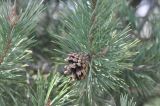 Pinus sylvestris subspecies hamata. Ветвь с шишкой. Грузия, край Самцхе-Джавахети, окр. с. Цкордза, вершина горы. 27.04.2019.