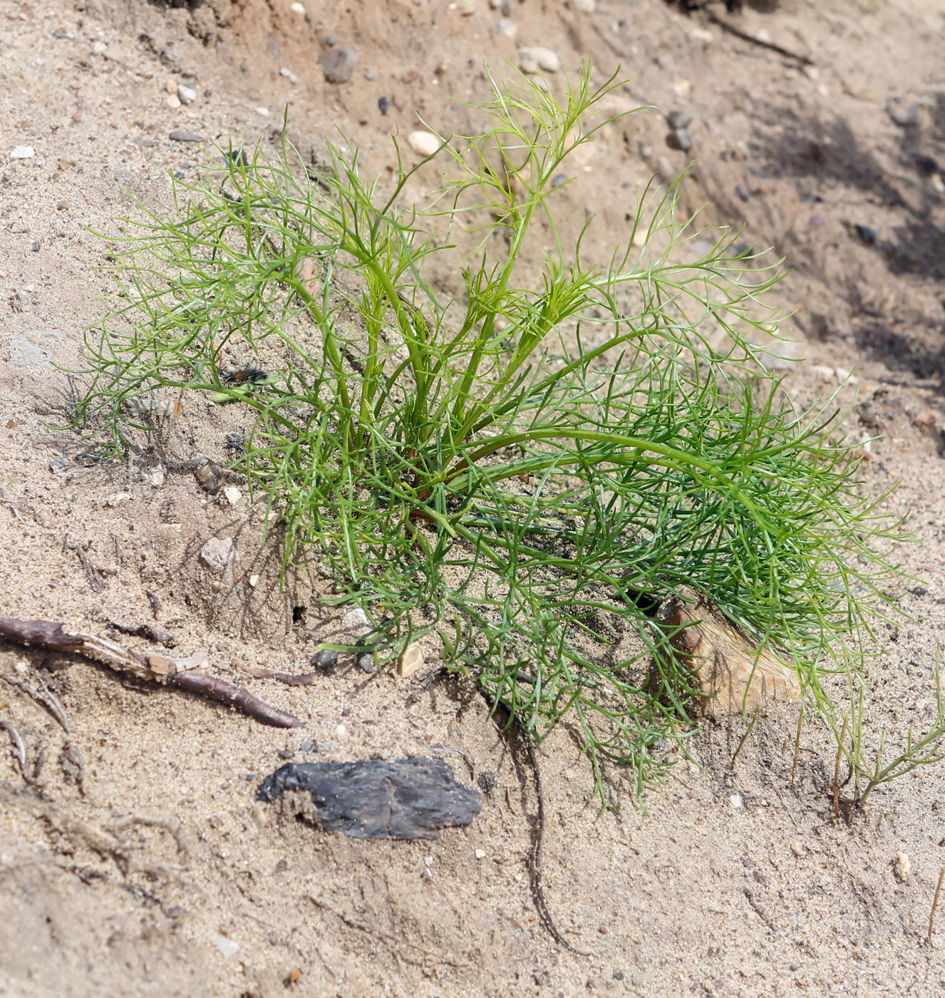 Изображение особи Artemisia campestris.