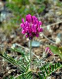 genus Oxytropis. Соцветие. Алтай, Улаганский р-н, окр. с. Акташ, Курайский хребет, гора Лысуха, ≈ 2500 м н.у.м., каменистый склон. 21.06.2019.