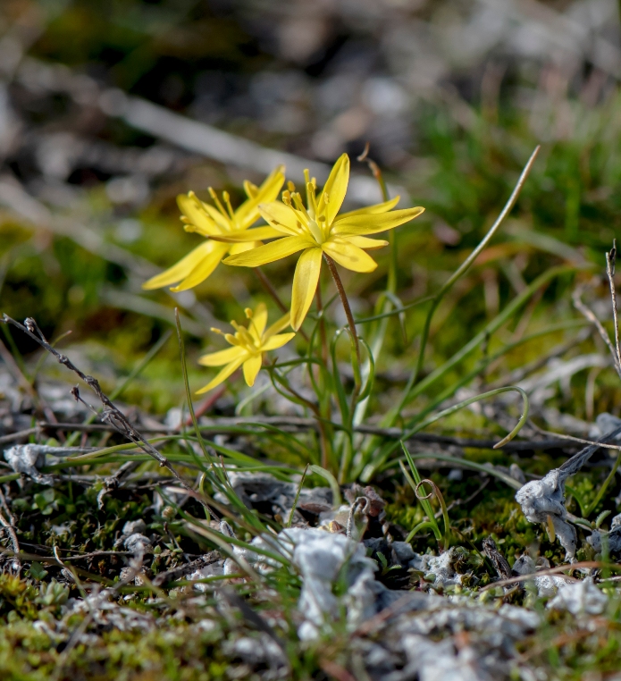 Image of Gagea olgae specimen.