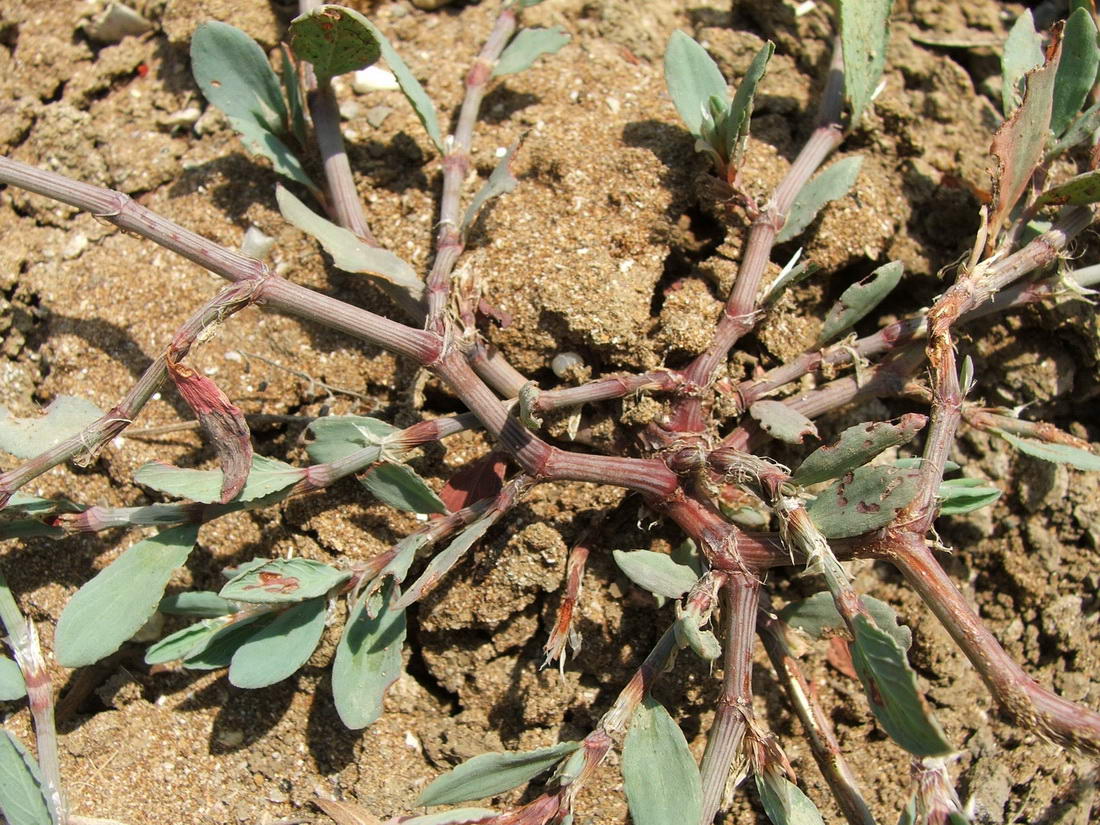 Изображение особи Polygonum maritimum.