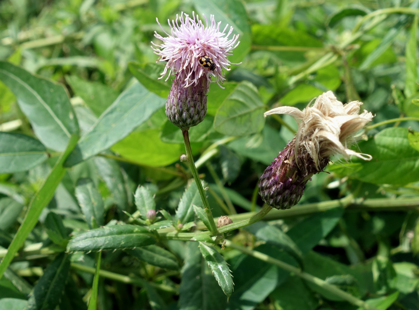 Изображение особи Cirsium setosum.