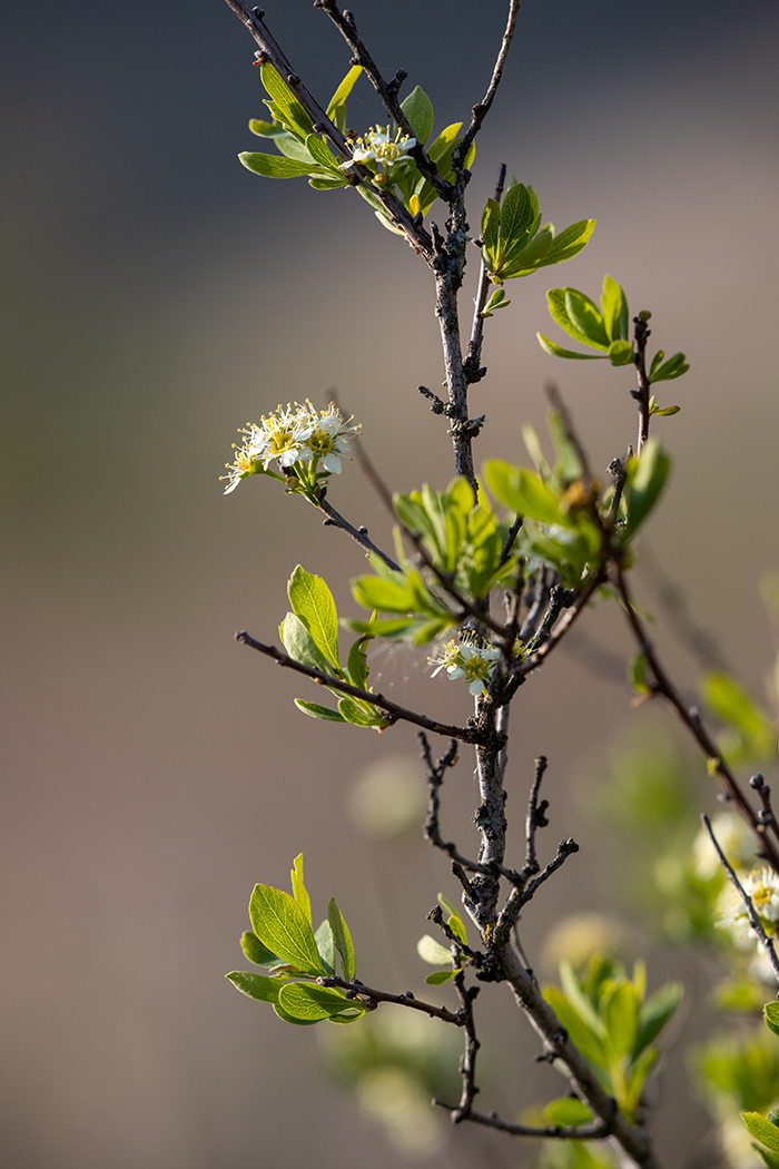 Изображение особи Spiraea hypericifolia.