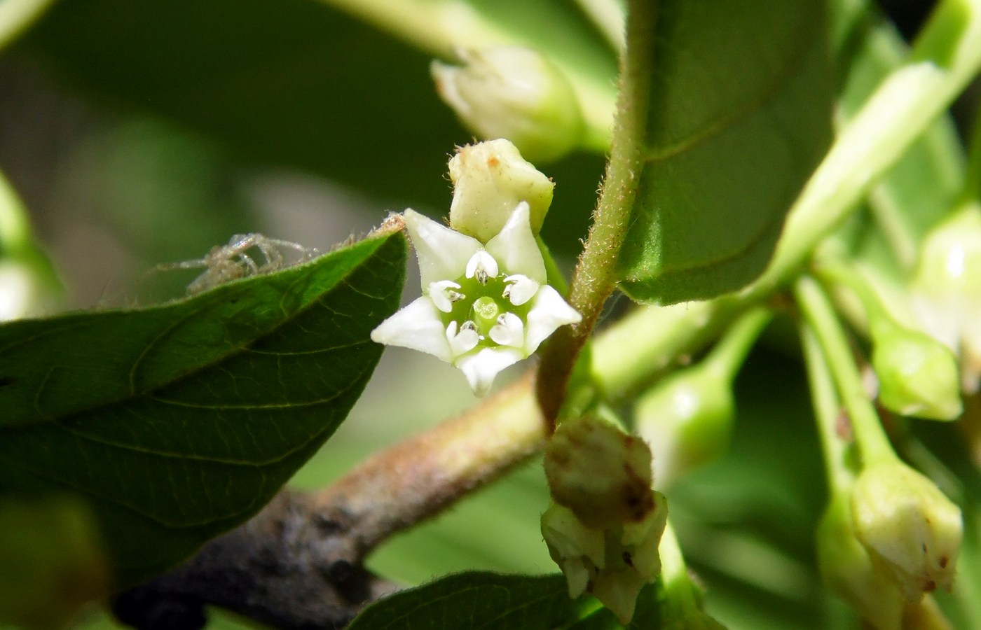 Image of Frangula alnus specimen.