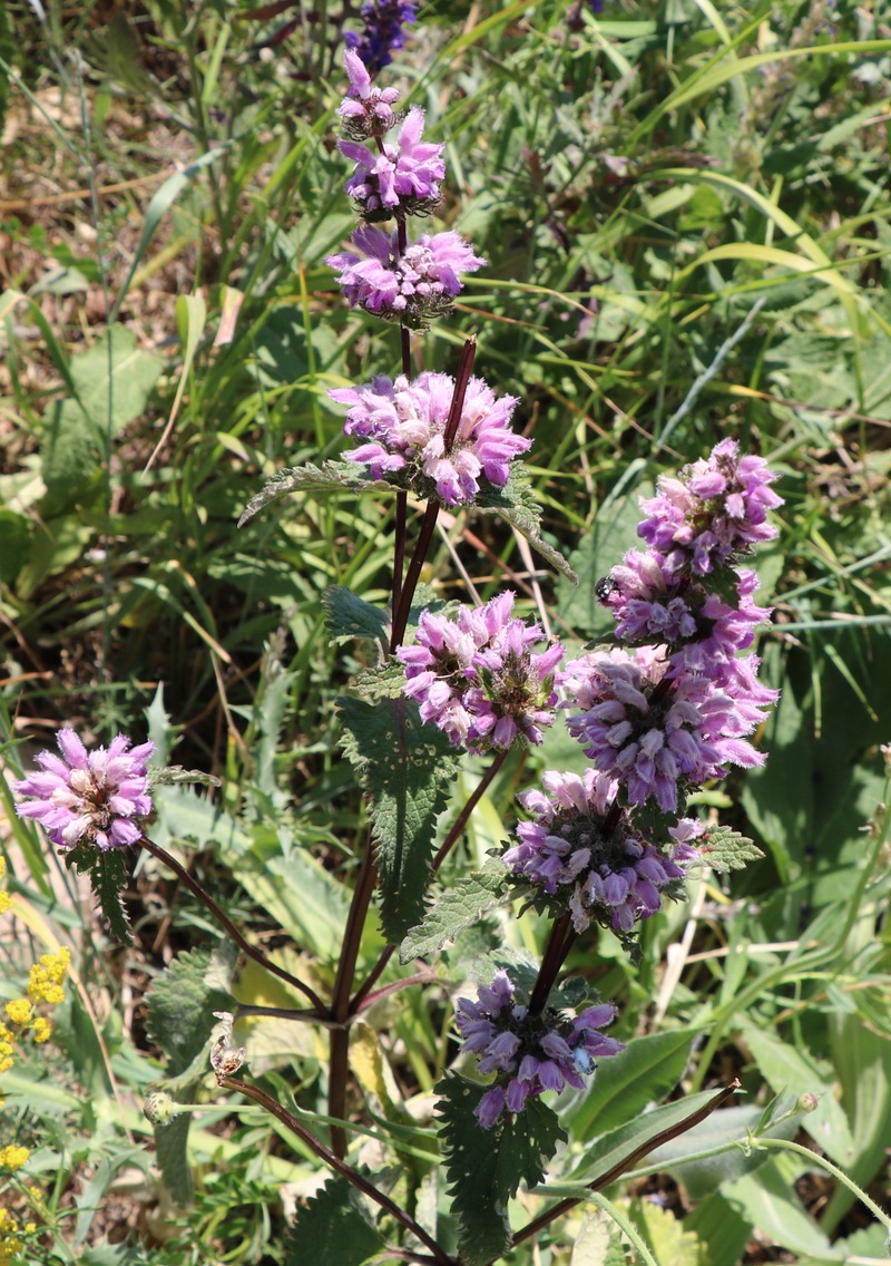 Image of Phlomoides tuberosa specimen.