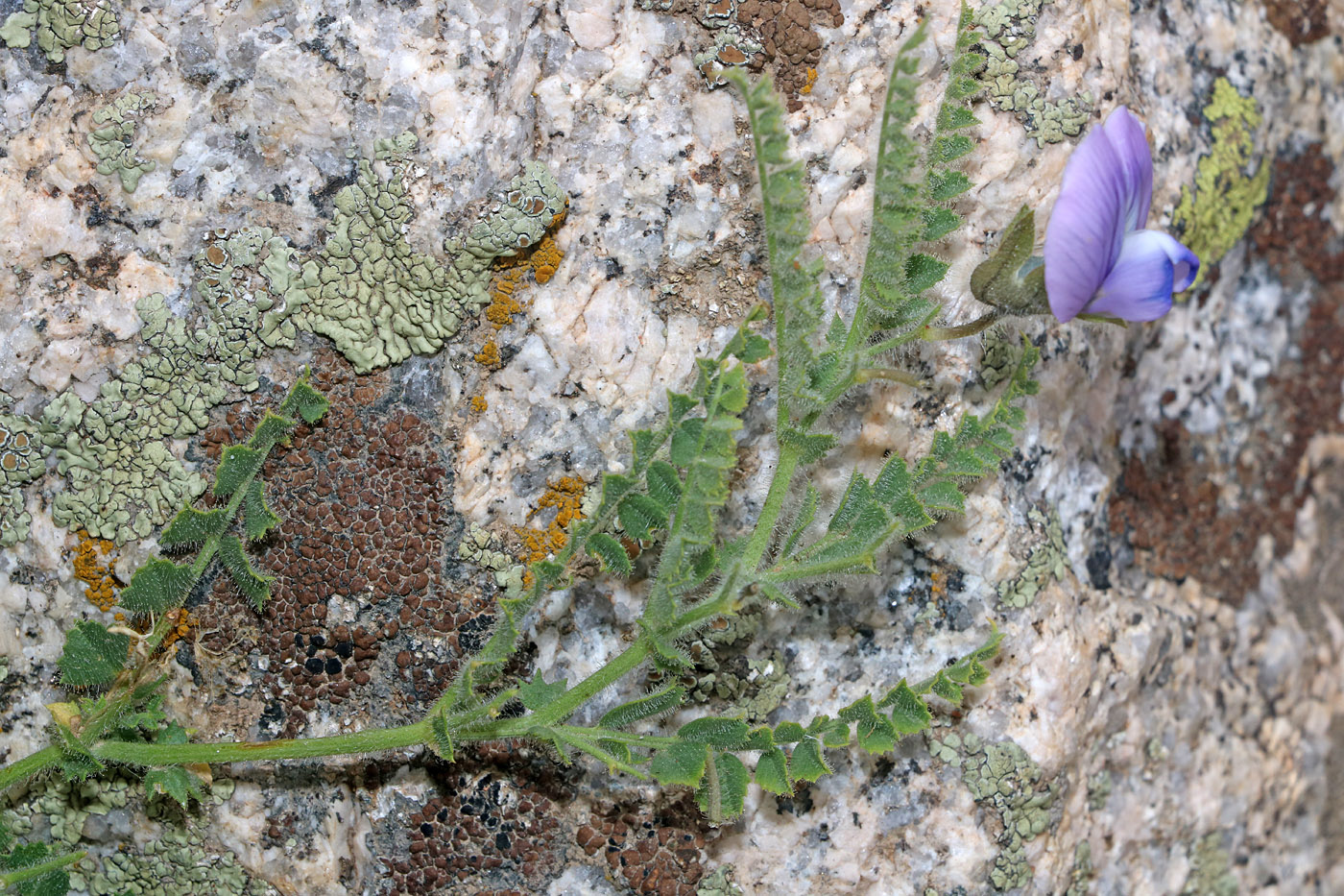 Image of Cicer songaricum specimen.