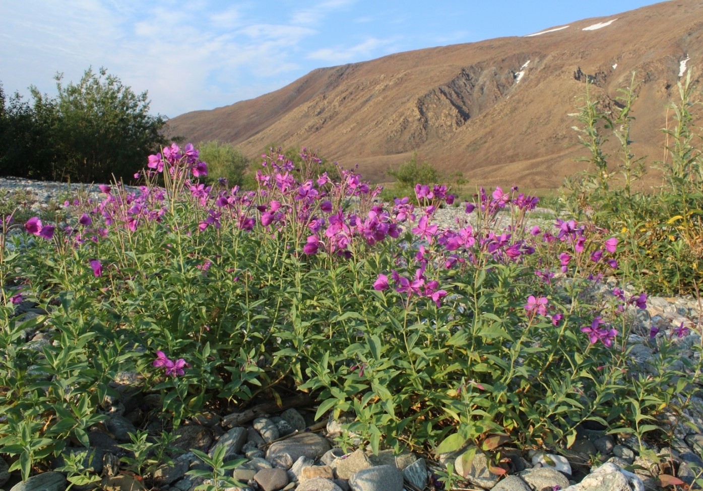 Image of Chamaenerion latifolium specimen.