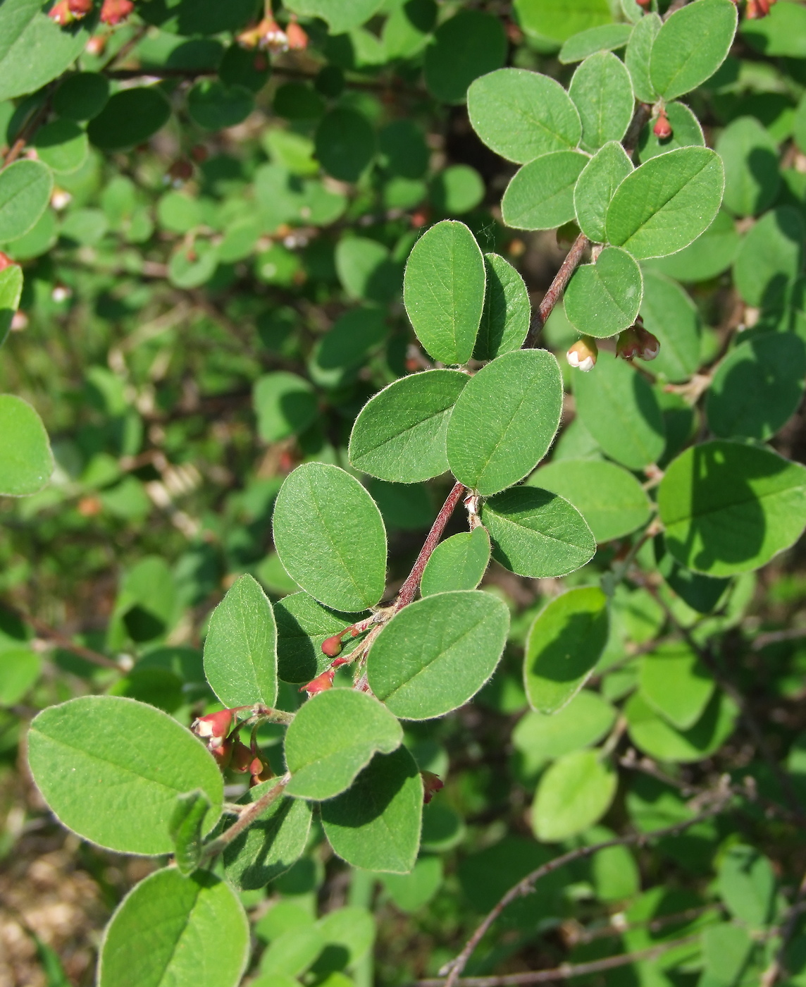 Image of Cotoneaster melanocarpus specimen.