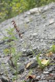 Epipactis atrorubens