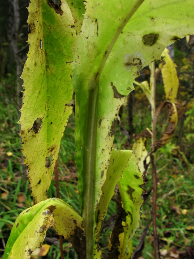 Image of Saussurea stolbensis specimen.