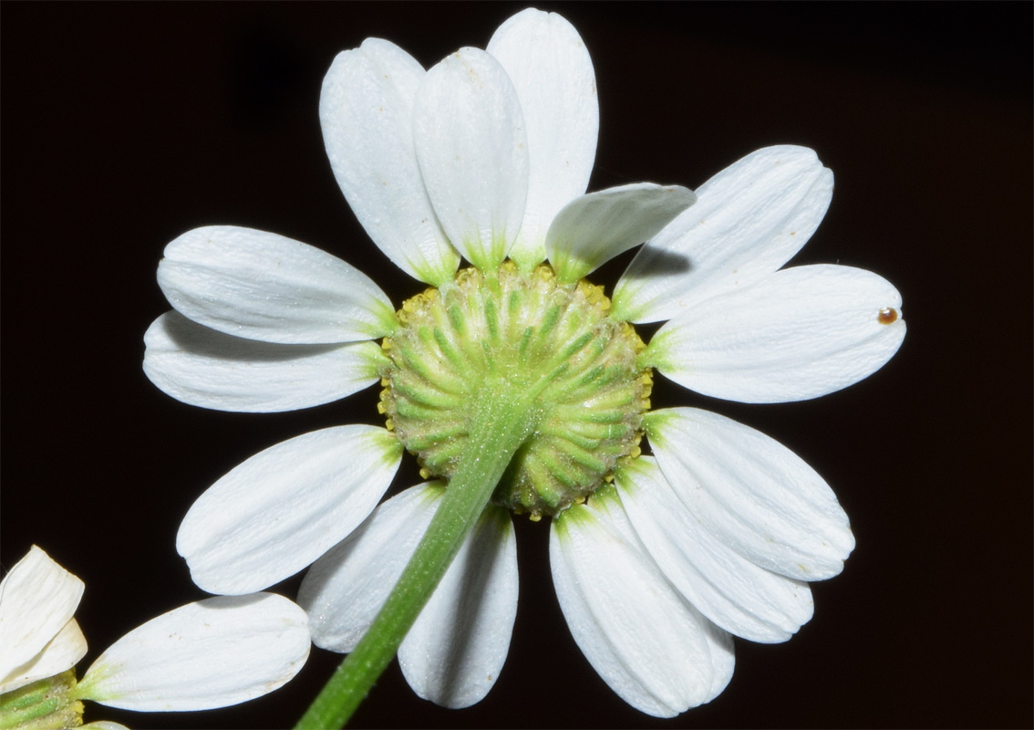 Image of Pyrethrum parthenifolium specimen.