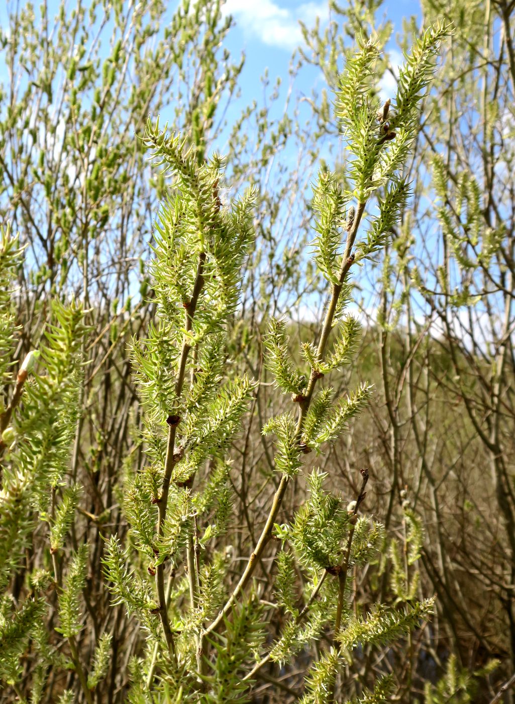 Image of Salix caprea specimen.