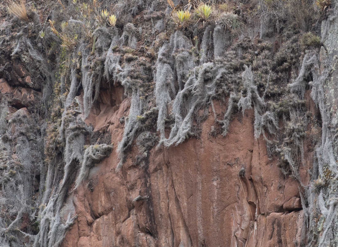 Image of Tillandsia usneoides specimen.