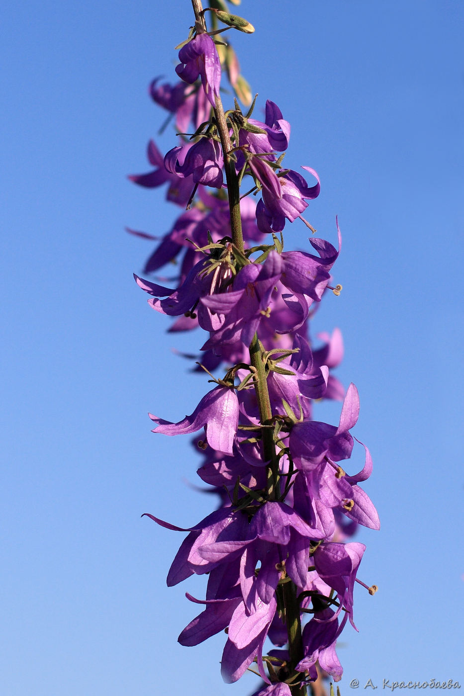 Изображение особи Campanula rapunculoides.