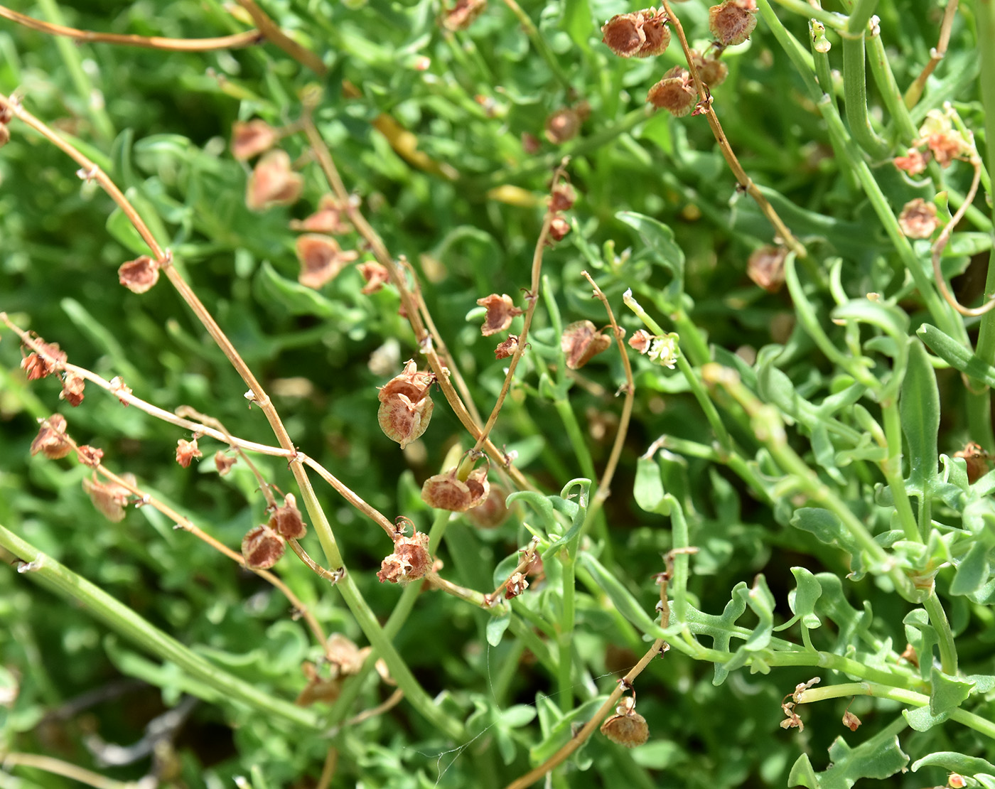 Image of Rumex hastifolius specimen.