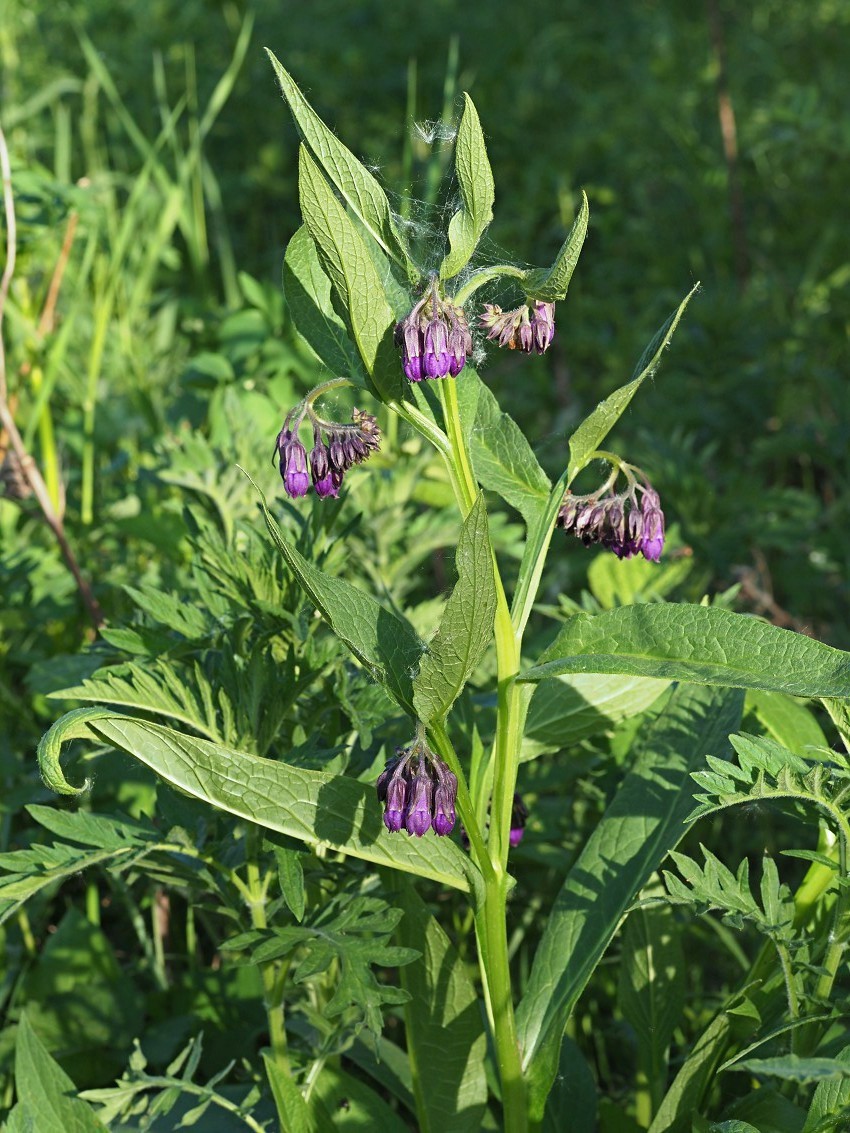 Image of Symphytum officinale specimen.