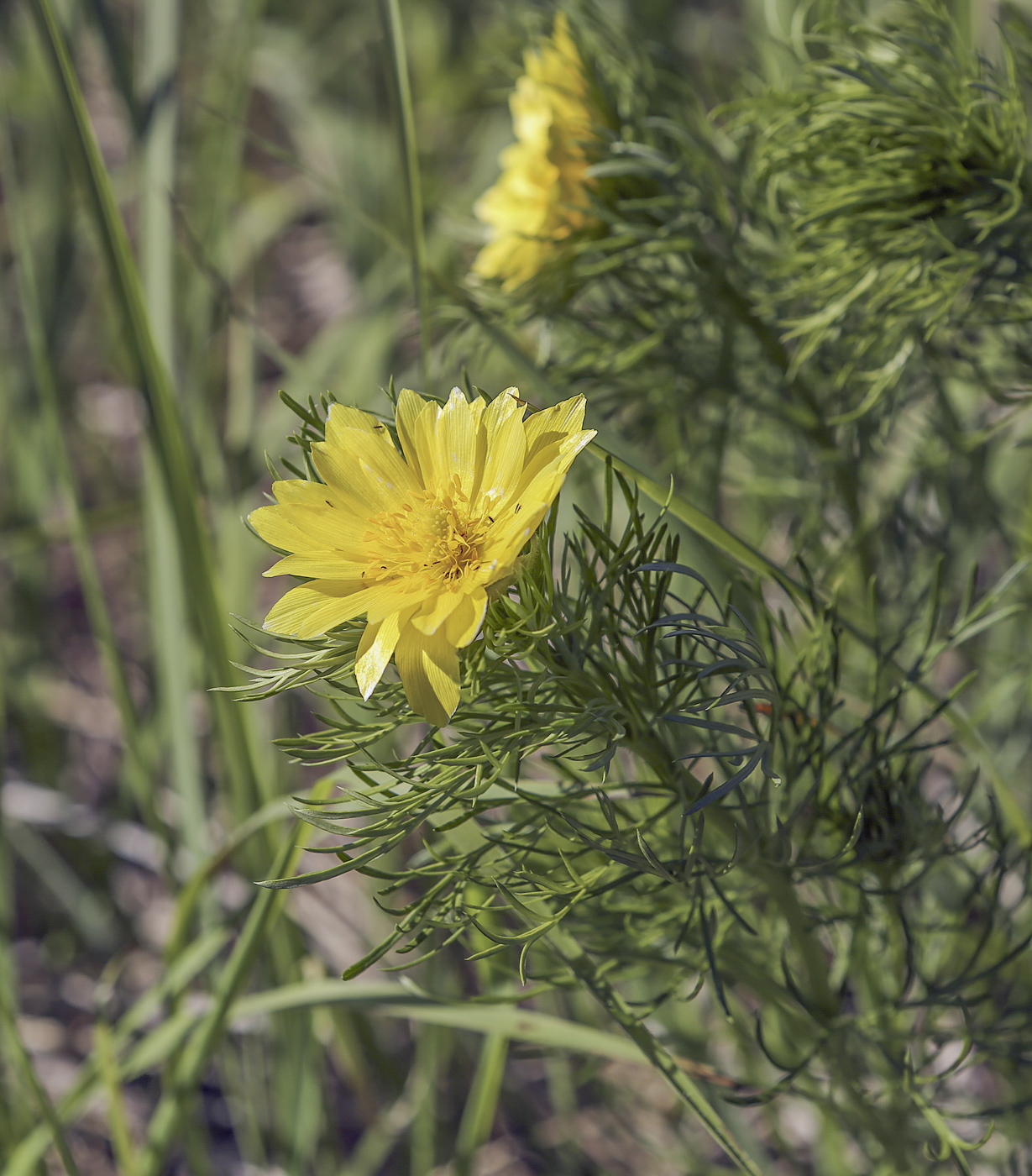 Image of Adonis vernalis specimen.